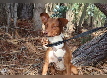 TOFFEE sucht seine Herzensmenschen