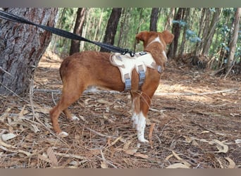 TOFFEE sucht seine Herzensmenschen