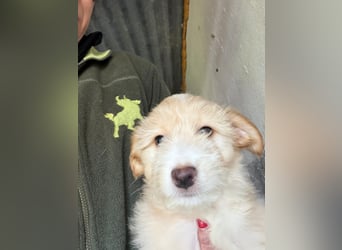 KALLE sucht sein Traumkörbchen