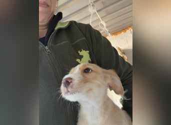 BUZZ wünscht sich ein Traumkörbchen