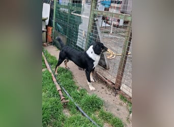 CLYDE – großer Babyblick sucht aktive Familie