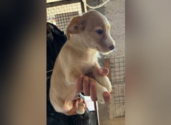 BUZZ wünscht sich ein Traumkörbchen