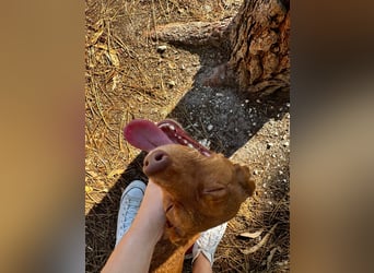 TOFFEE sucht seine Herzensmenschen