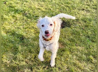 CURLY sucht ihr Traumkörbchen