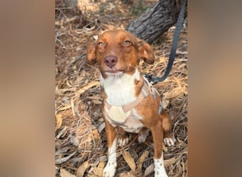 TOFFEE sucht seine Herzensmenschen