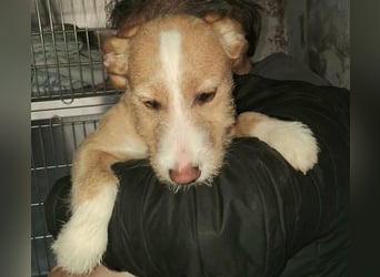 BUZZ wünscht sich ein Traumkörbchen