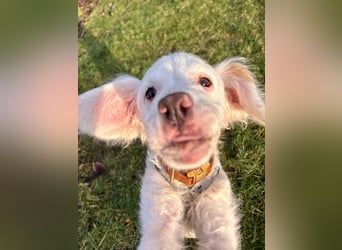 CURLY sucht ihr Traumkörbchen