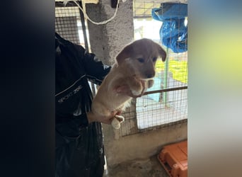 PENNY sucht ein liebevolles Daheim