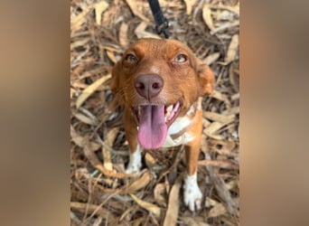 TOFFEE sucht seine Herzensmenschen