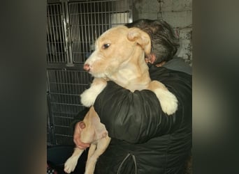 BUZZ wünscht sich ein Traumkörbchen