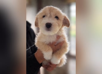 KALLE sucht sein Traumkörbchen