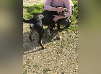 CLYDE – großer Babyblick sucht aktive Familie