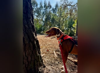 TOFFEE sucht seine Herzensmenschen