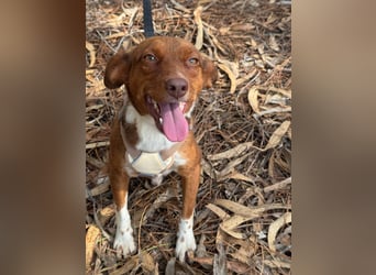 TOFFEE sucht seine Herzensmenschen