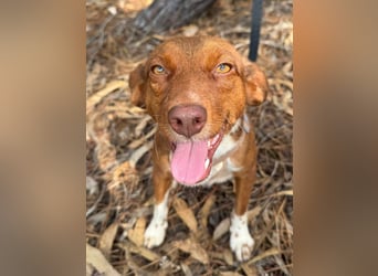 TOFFEE sucht seine Herzensmenschen