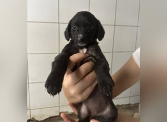 Welpenmädel ALCA sucht ihr Traumkörbchen