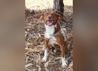 TOFFEE sucht seine Herzensmenschen