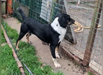 CLYDE – großer Babyblick sucht aktive Familie