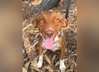 TOFFEE sucht seine Herzensmenschen