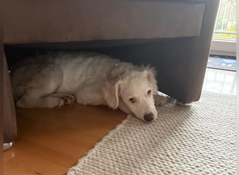 CURLY sucht ihr Traumkörbchen