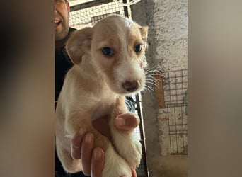 BUZZ wünscht sich ein Traumkörbchen