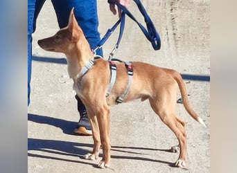 LUKA sucht sein Traumkörbchen