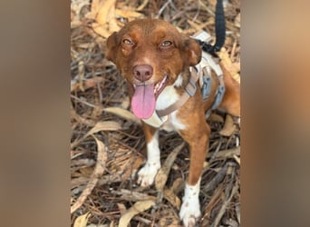 TOFFEE sucht seine Herzensmenschen