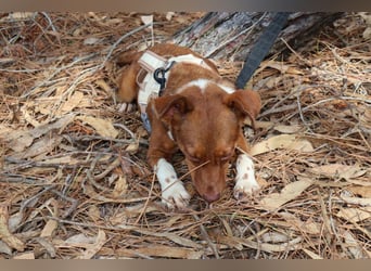 TOFFEE sucht seine Herzensmenschen