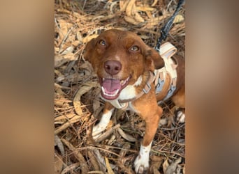 TOFFEE sucht seine Herzensmenschen