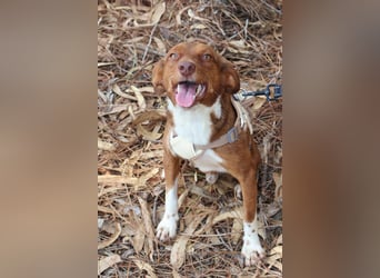 TOFFEE sucht seine Herzensmenschen