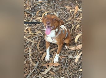 TOFFEE sucht seine Herzensmenschen