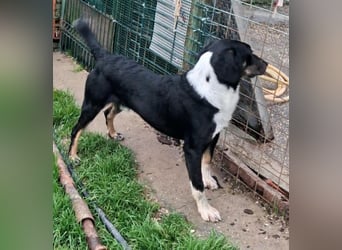 CLYDE – großer Babyblick sucht aktive Familie