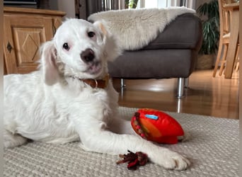 CURLY sucht ihr Traumkörbchen