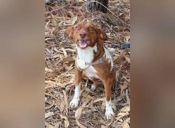 TOFFEE sucht seine Herzensmenschen