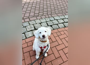 CURLY sucht ihr Traumkörbchen