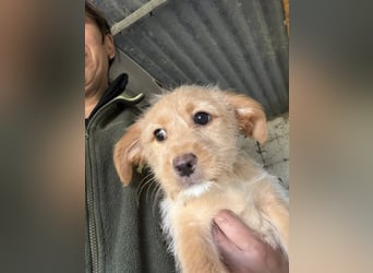 PENNY sucht ein liebevolles Daheim