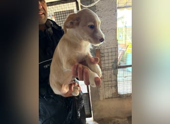 BUZZ wünscht sich ein Traumkörbchen