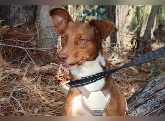 TOFFEE sucht seine Herzensmenschen