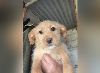 PENNY sucht ein liebevolles Daheim