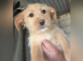 PENNY sucht ein liebevolles Daheim