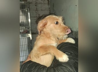 PENNY sucht ein liebevolles Daheim