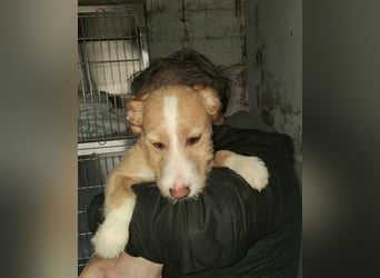 BUZZ wünscht sich ein Traumkörbchen