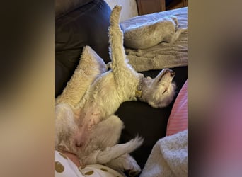 CURLY sucht ihr Traumkörbchen