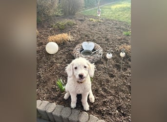 CURLY sucht ihr Traumkörbchen