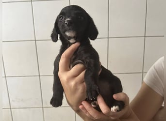 Welpenmädel ALCA sucht ihr Traumkörbchen