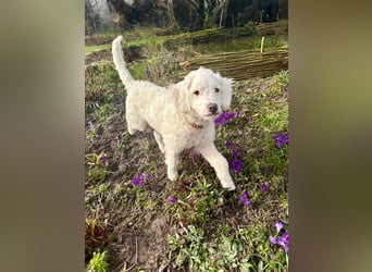 CURLY sucht ihr Traumkörbchen