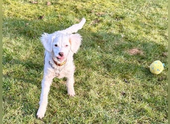 CURLY sucht ihr Traumkörbchen