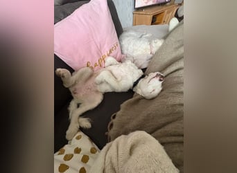 CURLY sucht ihr Traumkörbchen