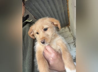 PENNY sucht ein liebevolles Daheim