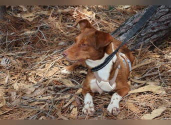 TOFFEE sucht seine Herzensmenschen